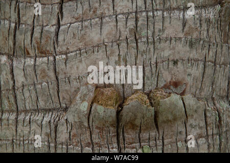 Close up of some palm tree bark Stock Photo