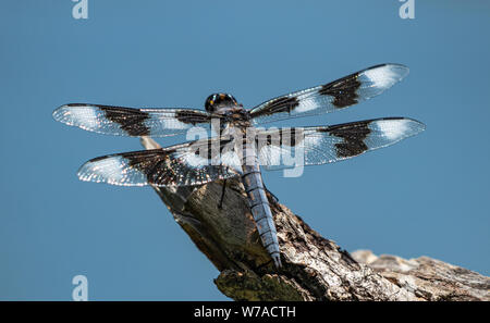Male Twelve Spotted Skimmer(Libellula pulchella) perched on log Colorado, USA Stock Photo
