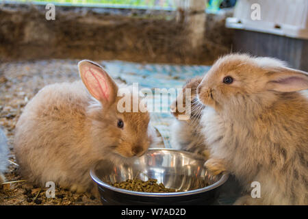 Adorable fluffy bunny rabbits eating out of same silver bowl at the country fair Stock Photo