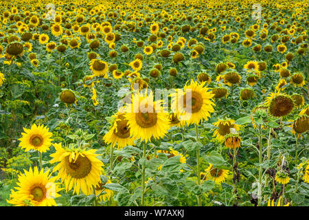Wonderful panoramic view field of sunflowers by summertime. Stock Photo