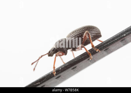 Side view of a weevil crawling on a zip tie Stock Photo
