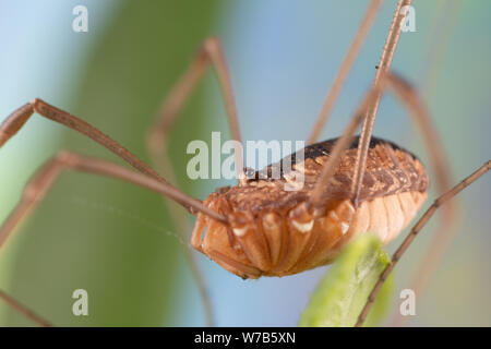 Harvestmen Daddy Longlegs close up sitting on a leaf Stock Photo