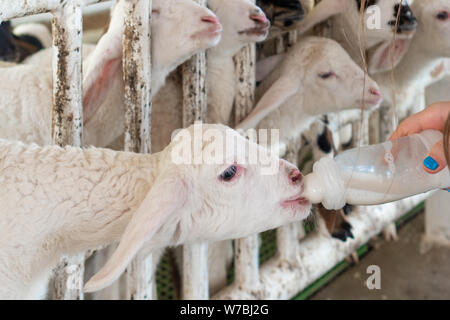 A small billy goat being feed with milk in a bottle. girl feeding milk bottle for sheep in the farm, Activities family to enhance the learning experie Stock Photo