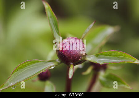 Details with wet peony buds in the garden after rain Stock Photo