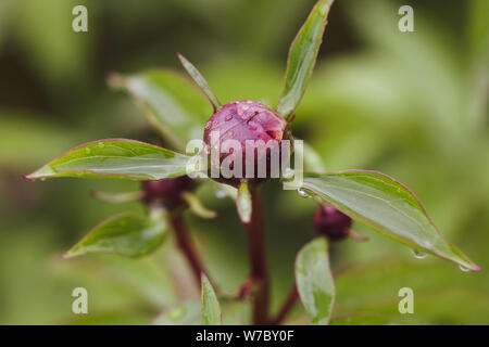 Details with wet peony buds in the garden after rain Stock Photo