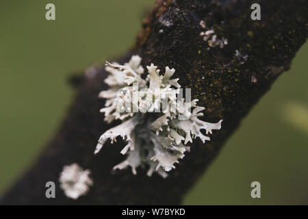Macro photography with gray tree fungus Stock Photo