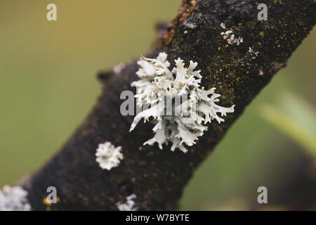 Macro photography with gray tree fungus Stock Photo