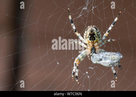 A Spider With Its Prey Stock Photo