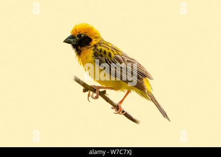 Bright and yellowish male Asian Golden Weaver perching on perch isolated on pale yellowish background Stock Photo