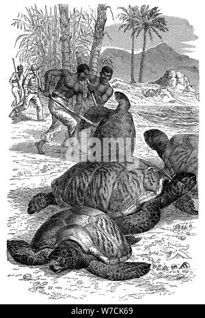 Green Turtle being caught by hunters, 1884. Artist: Unknown Stock Photo