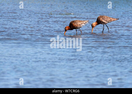 Bar-tailed godwits (Limosa lapponica) at RSPB Saltholme, County Durham Stock Photo