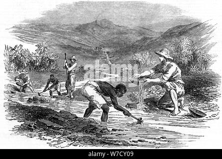 Panning for gold during the Californian Gold Rush of 1849. Artist: Unknown Stock Photo