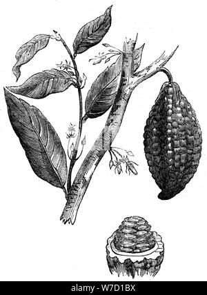 The chocolate nut tree, 1886. Artist: Unknown Stock Photo