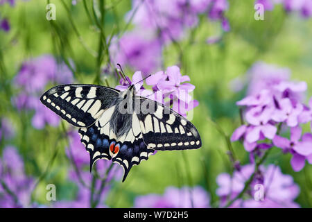 Swallowtail butterfly (Papilio machaon britannicus) UK Stock Photo