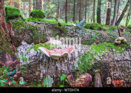 Birch polypore growing on a log in the woodland Stock Photo