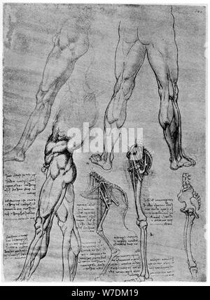 Studies in comparative anatomy, 1506-1507 (1954). Artist: Leonardo da Vinci Stock Photo
