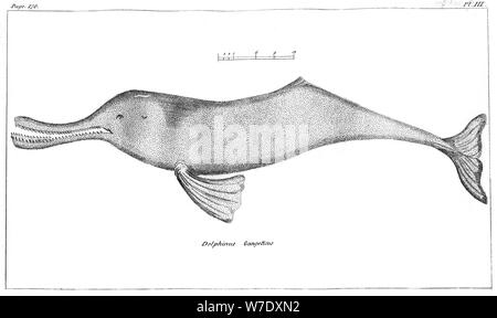 Delphinus Gangeticus (Ganges River Dolphin), 1799. A print from Asiatic  Researches or Transactions, Stock Photo, Picture And Rights Managed  Image. Pic. HEZ-2365281