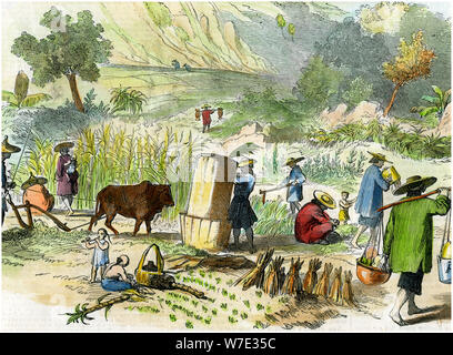 Chinese harvest, Hong Kong, c1875. Artist: Unknown Stock Photo