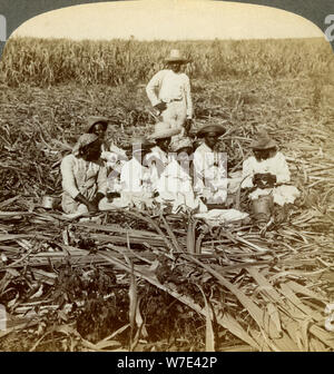 On 'La Union' sugar plantation, San Luis, Santiago Province, Cuba, 1899.  Artist: Underwood & Underwood Stock Photo