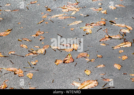 Fallen leaves on the wet ground shining after summer rain Stock Photo