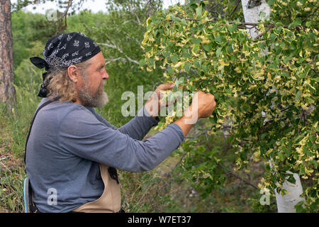 Harvesting, a bearded male farmer takes, cuts off linden inflorescences from a tree branch in summertime. Linden flowers medicinal plant for colds Stock Photo