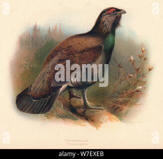 'Capercaillie (Tetrao urogallus)', 1900, (1900). Artist: Charles Whymper. Stock Photo