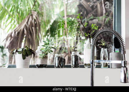 plants on kitchen windowsill, in various recycled glass containers,  with curved gooseneck tap. kitchen interior. Stock Photo