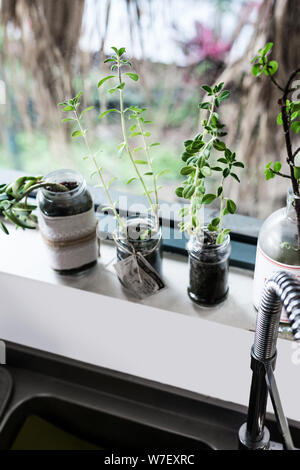 plants on kitchen windowsill in various upcycled containers like a tin and glass jar Stock Photo