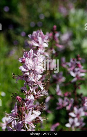 Pink veined flowers of wild plant Diptam Dictamnus albus or Burning Bush, or Fraxinella, or Dittany. Closeup of beautiful pink and white flowers on bl Stock Photo