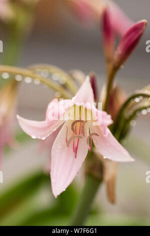 Crinum bulbispermum flowers in bloom Stock Photo - Alamy