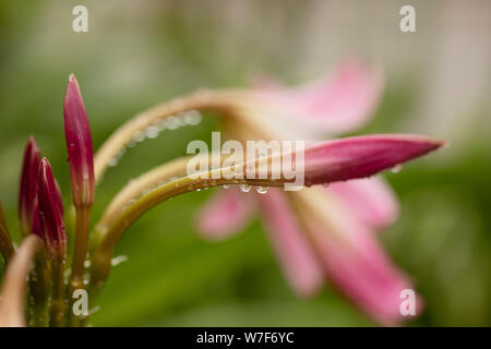Buds of Crinum × powellii, a hybrid between C. bulbispermum (hardy swamplily) and C. moorei, with water drops after a rain shower. Stock Photo