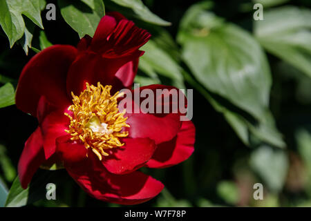 Dark red peony flower on a blurry green background. The concept of spring.