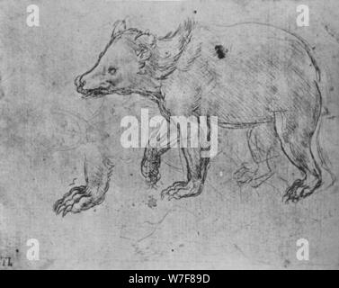 'Study of a Bear', c1480 (1945). Artist: Leonardo da Vinci. Stock Photo