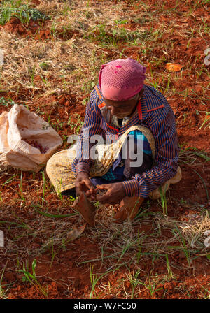 Local farmer working on the onion plantation in Sri Lanka Stock Photo