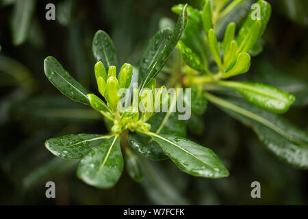 Leaves of the Pittosporum tobira, a plant in the pittosporum family Pittosporaceae, known as Japanese pittosporum, mock orange, or Japanese cheesewood. Stock Photo