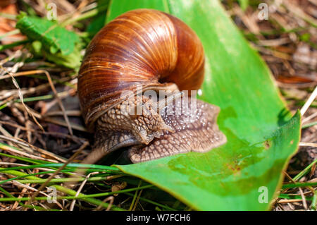 Big snail crawls on a leaf Stock Photo