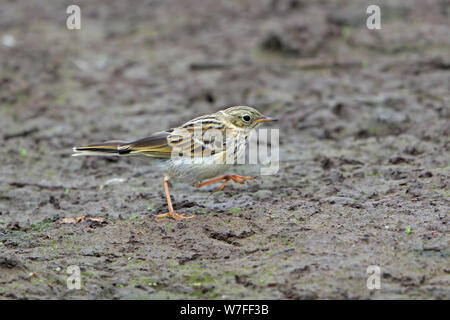 Juvenile Meadow Pipit on North Pond Skokholm Island Wales Stock Photo