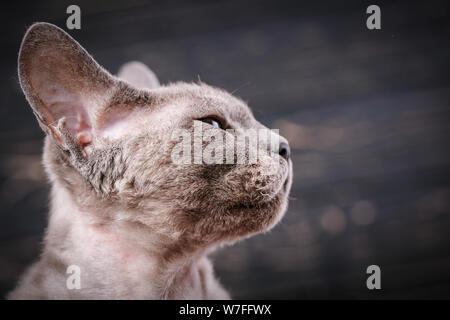 Studio Macro portrait of Devon Rex cat. Stock Photo