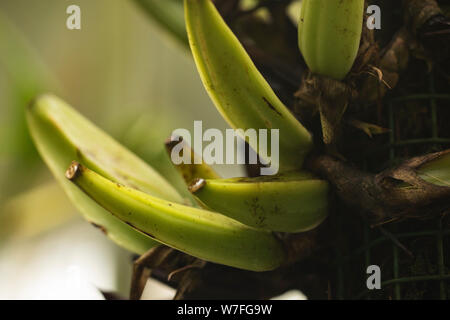 Plantains, sometimes called cooking bananas, growing on a tree in a greenhouse. They are in the genus Musa. Stock Photo