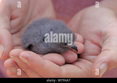 European Storm Petrel Chick in the hand on Skokholm Island Wales Stock Photo