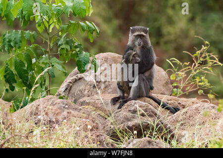Blue monkey, or samango monkey, (Cercopithecus mitis) on the ground. This monkey lives in troops, deferring to a dominant male (seen here). This prima Stock Photo