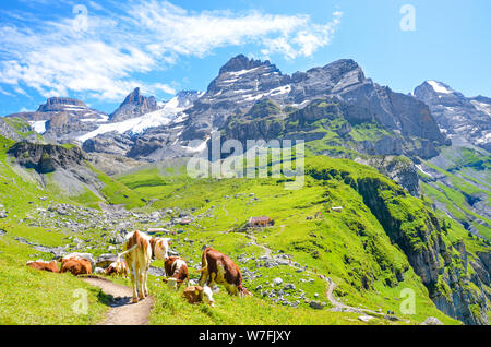Cows on green hills in Swiss Alps near Kandersteg. Rocks and mountains in background. Switzerland summer. Alpine landscape. Sunny day. Green hilly landscapes. Farm animals. Stock Photo