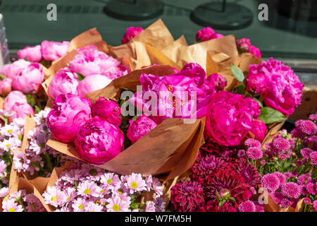 Beautiful peony flower for catalog or online store. Floral shop concept. Fresh cut bouquet. Flowers delivery Stock Photo