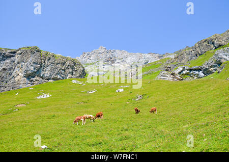 Herd of cows on pasture in Alps. Alpine landscape in summer season. Green meadows on the hills surrounded by rocks and mountains. Cattle, farm animals. Stock Photo