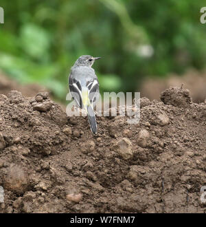 Grey Wagtail, Derbyshire, UK Stock Photo