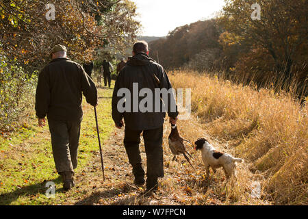 Beater's Walking Next to a Cover Crop at the End of a Drive on a Pheasant Shoot Stock Photo