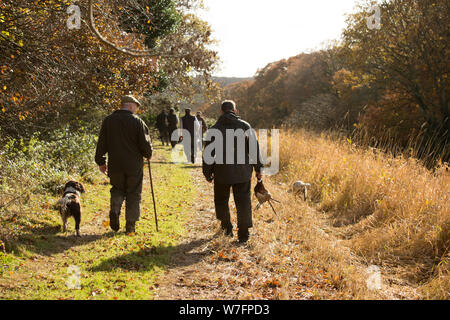 Beater's Walking Next to a Cover Crop at the End of a Drive on a Pheasant Shoot Stock Photo