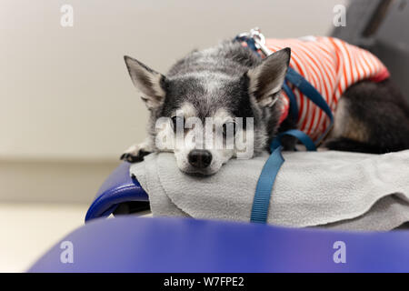 Chihuahua lying down on a chair at animal hospital. Stock Photo