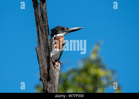 Giant kingfisher (Megaceryle maxima) perched on a dry branch. This bird is the largest kingfisher in Africa and is found over most of the continent so Stock Photo