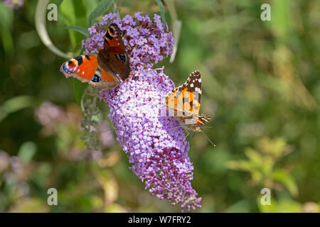 peacock butterfly (Inachis io) and painted lady (Vanessa cardui) on butterfly-bush (Buddleja davidii) near Schönwalde, Schleswig-Holstein, Germany Stock Photo
